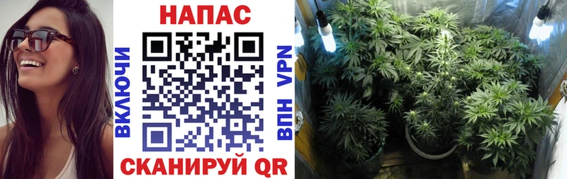 где можно купить наркотик  Зеленогорск  Бошки Шишки THC 21% 